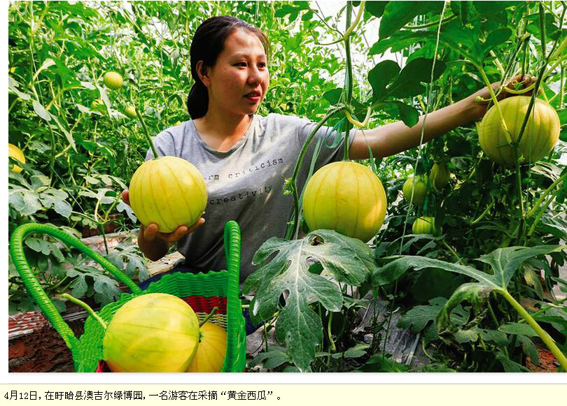 正文  摘要:  近日,江苏省盱眙县由国外引进种植的黄金西瓜进入成熟期