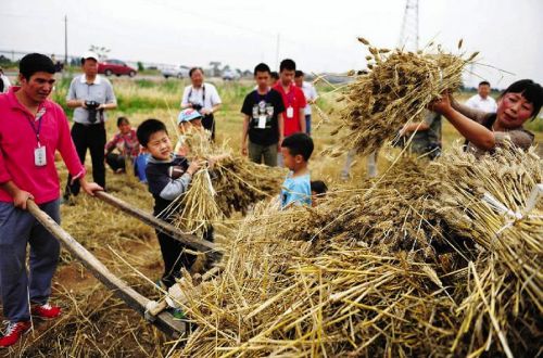 优秀作品选登1:重温农耕记忆 传承小麦文化