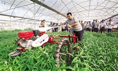 据了解,随着蔬菜自动起根机在收获空心菜的应用,海南首次实现空心菜