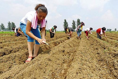 8月2日,河北宁晋县高庄村农民在被洪水淹过的农田里播种白萝卜.