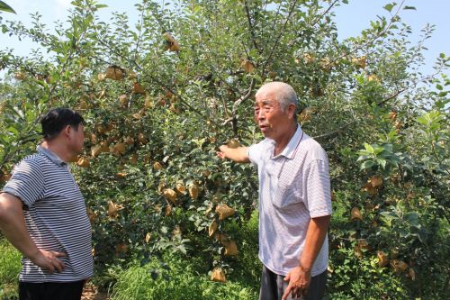 寻找最美果园——走进陕西省白水县老毕苹果专业_中国