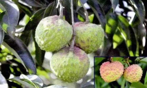 荔枝中熟优质品种——琼荔 1 号