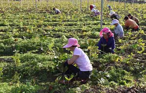 10月19日,马龙县王家庄街道撒玛郎村农民在中药材种植基地除草.