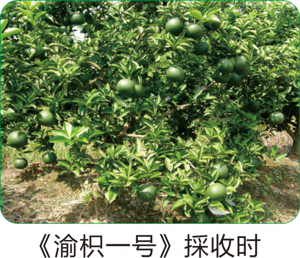 后稷特别奖 项目:渝枳一号铜梁枳壳新品种 公司名称:重庆市铜梁区子奇