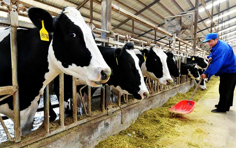 近日,河北省邯郸市馆陶县一奶牛养殖产业园的工人在奶牛养殖棚内整理