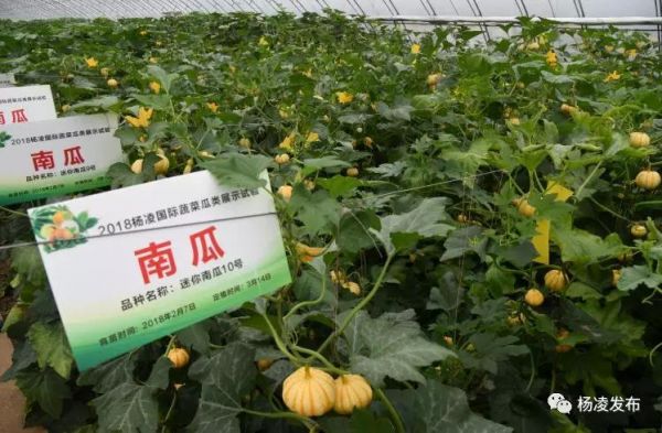 超厉害!近600个国内外瓜菜新品种在杨凌展示