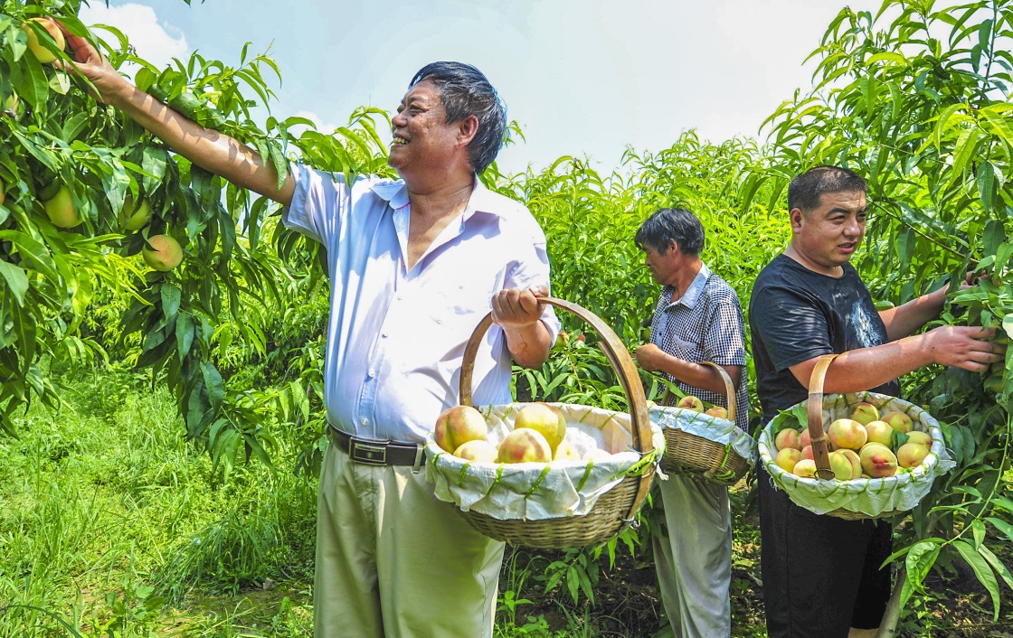 河北文安:果树种植能手带领村民同走致富路