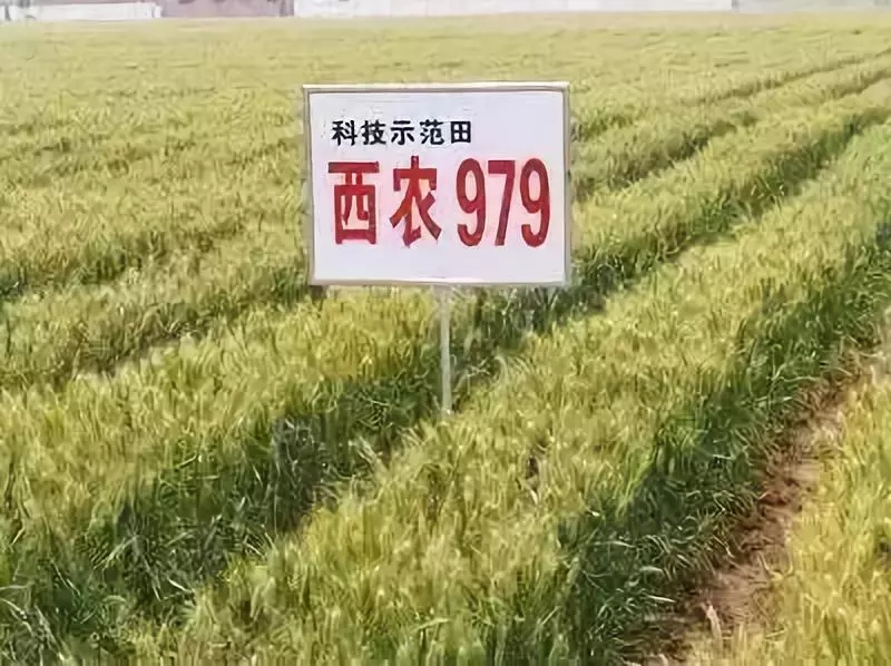 西农979小麦