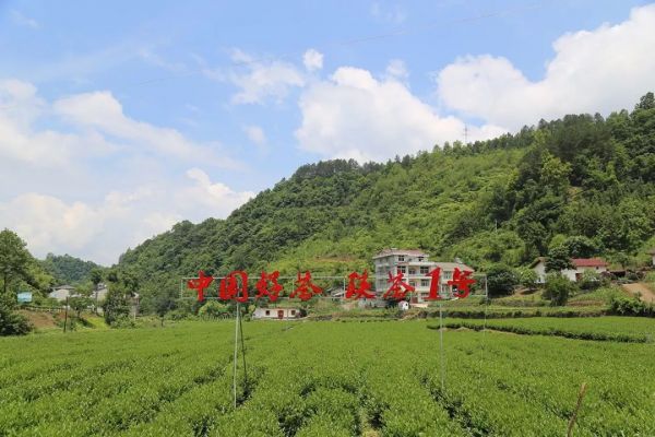 “陕茶1号”成为陕西省首个通过国家品种登记茶树品种