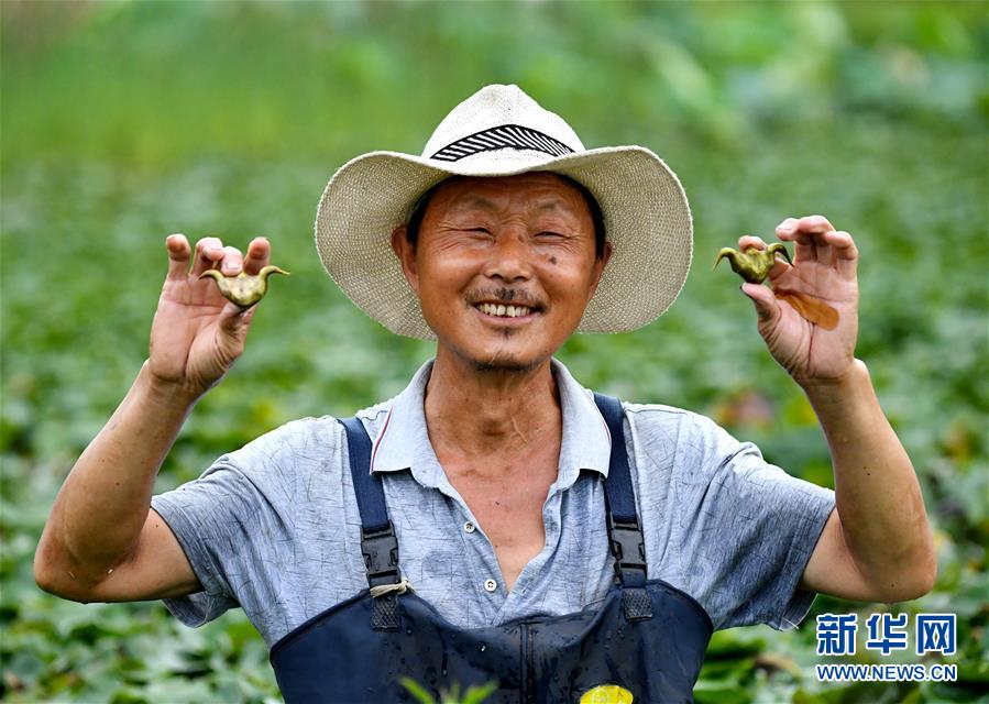 （社会）（4）河南光山：菱角满塘采摘忙