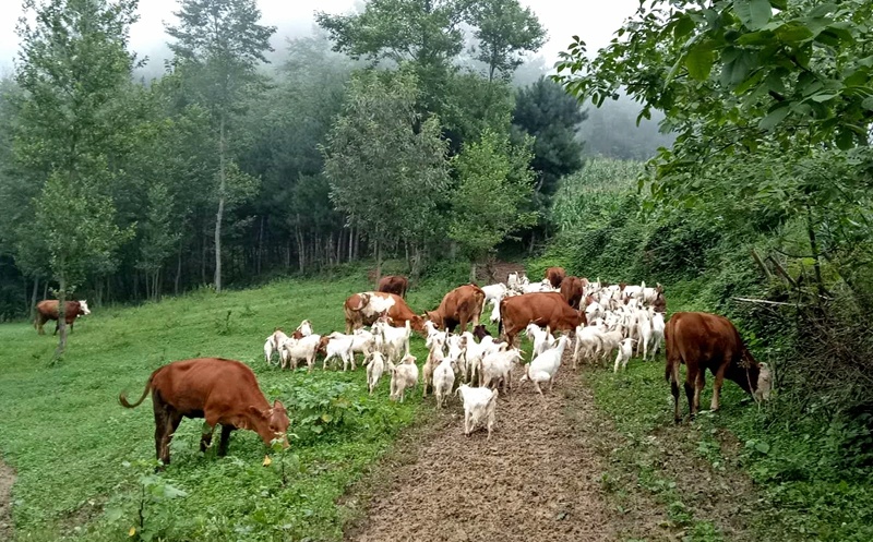 陕西宁强县吴天明深山养牛羊走上小康路