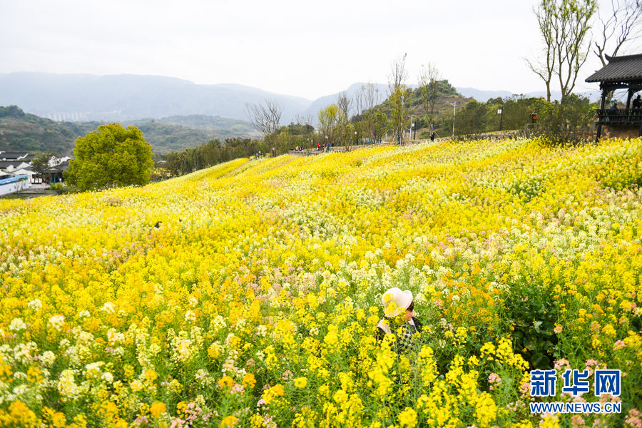 彩色油菜花海点靓醉美春天