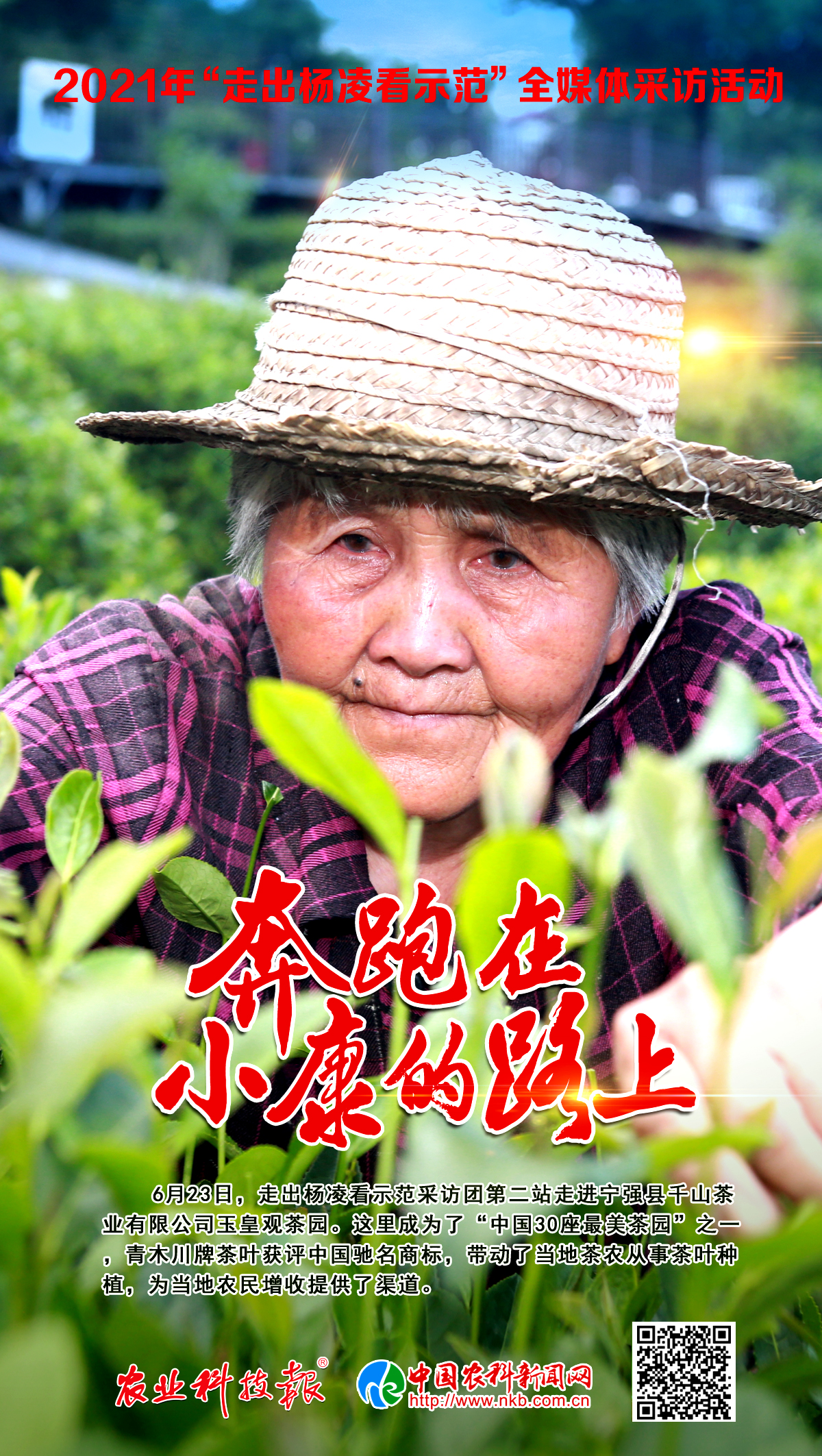 走出杨凌看示范② | “茶博士”开路，打开“茶+”新模式