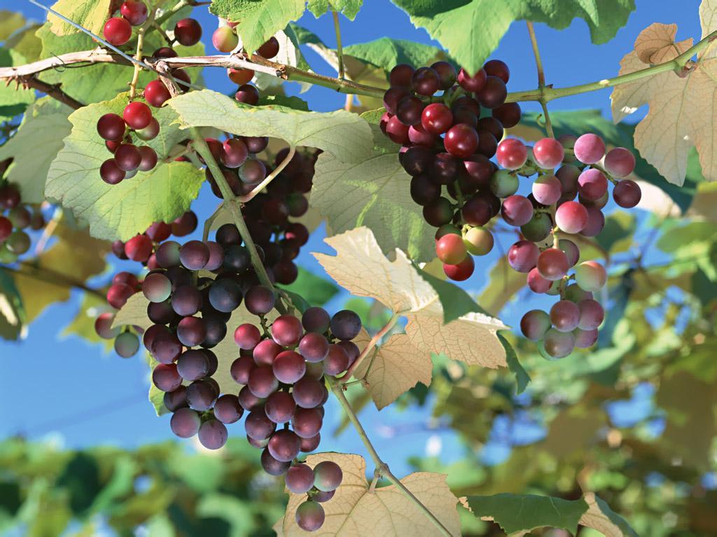 海拔對葡萄的種植有多重要 