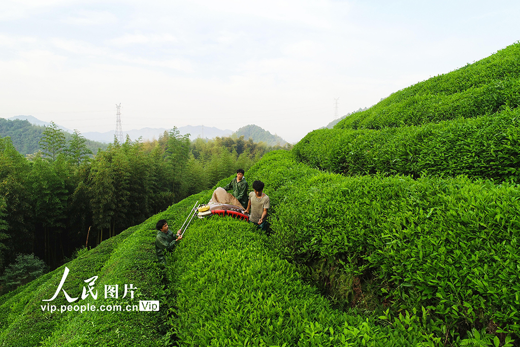 杭州：生態茶 俏海外【5】