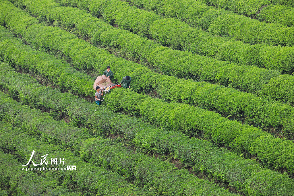 杭州：生態茶 俏海外
