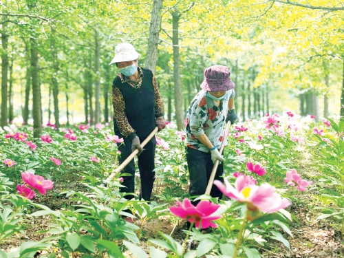 林下芍药香四溢