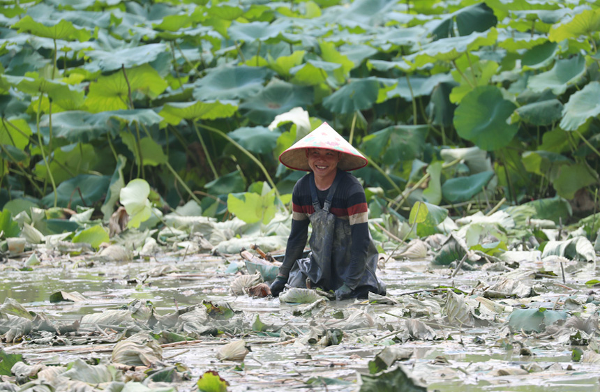 广西横州夏日炎炎挖藕忙